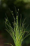 Appalachian sedge